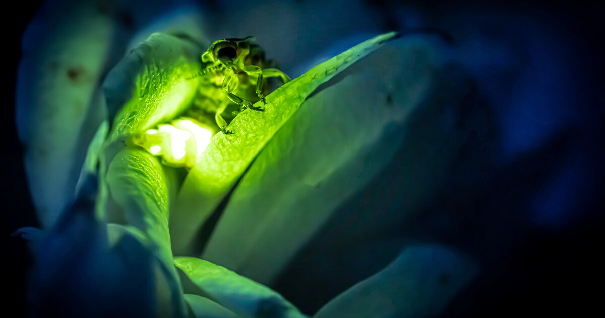 Breakthrough in bioluminescence for virus detection
