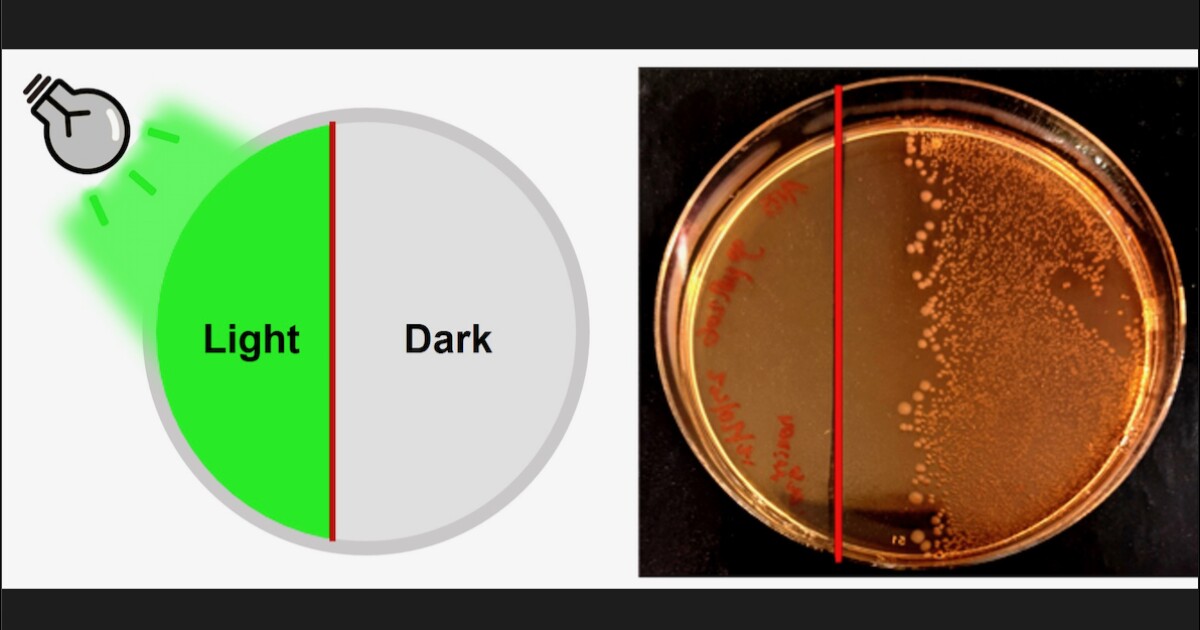 Photoactive antibiotics activate with green light exposure